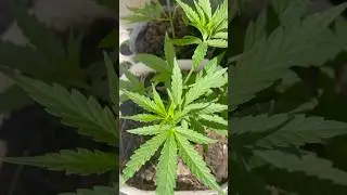 How to grow Cannabis Plants in extremely Hot conditions&hellip;