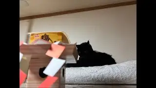 ふくはうち〜｜0203（日）18：15～　Cat and gluttonous rabbit