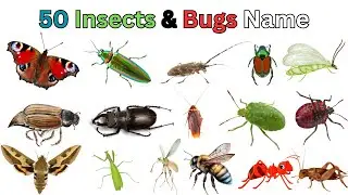 50 Insects & Bugs names In English With Pictures |Kids Vocabulary| #kidslearning #insectsvocabulary