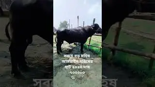 আমরাইদ মহিষের হাট #animal #price #২০২৩