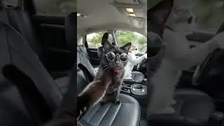 Snicker and Louie are hustling the dog#catlover#snickers#catdriving#drivingcat#cattiktok#rat#reels