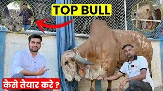 Ansuya gir gaushala ke top gir bull- कैसे तैयार करें