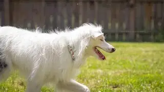Deaf and Blind Dog Training - Recall With a Vibration Collar