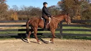 Maximus Dan, November 2018