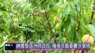 111-05-19 芬園最甜蜜滋味 春豐水蜜桃粉紅鮮嫩又多汁