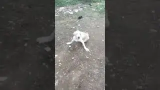 rescue labrador rescue team#rescue #rescuedog #labrador #sad #vuralvideo #shorts #dog
