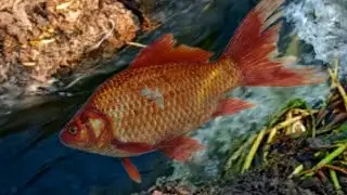 US fishing cutting.. #fish #fishing #fishinglife #love #fishig #fishl
