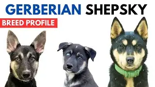Gerberian Shepsky Breed Profile History - Price - Traits - Gerberian Shepsky Grooming Needs Lifespan