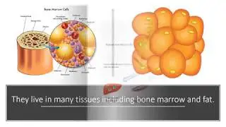 What are MUSE Cells?