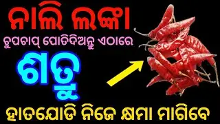 ନାଲି ଲଙ୍କା କୁ ଚୁପଚାପ୍ ପୋତିଦିଅନ୍ତୁ ଏହି ଜାଗାରେ ଶତ୍ରୁ ନିଜେ ଆସି ହାତଯୋଡି କ୍ଷମା ମାଗିବ//