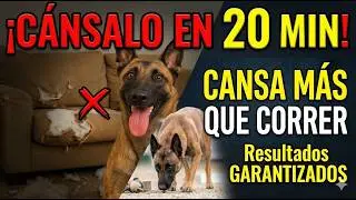 Cómo cansar a tu Malinois física y mentalmente (sin pasar horas afuera)
