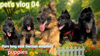 Long coat puppy video // German shepherd dog puppies 🐶 #dog #puppy #pets #short #viral #trending