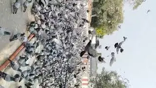 Pigeons of Hussainsagar