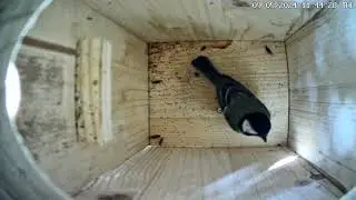 Kohlmeisenkasten - Great tit Nesting Box - 02.09.24 - 08.09.24