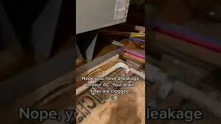 Запах дохлой крысы #Шорты