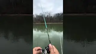 Accidentally snagged a gizzard shad #gizzardshad #keitech #minnow #jighead #bass #winterfishing