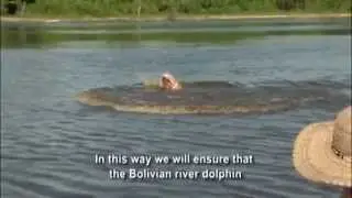El delf&iacute;n de r&iacute;o, el bufeo boliviano (Inia boliviensis)