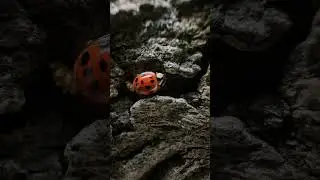 I filmed a Lady Bug and unexpectedly caught extremely rare footage of her laying eggs