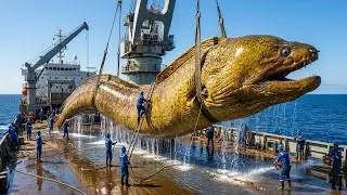 Monster Moray Eel Hunt &mdash; Fishermen Face a Giant Deep Sea Predator!
