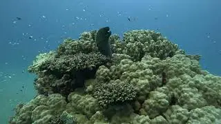 Tauchen in der Brayka Bay im Novemder 2025 Teil 2