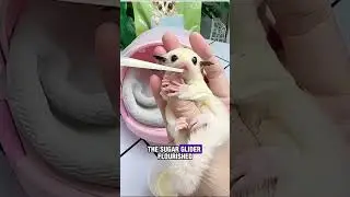 The Journey of Caring for a Tiny Creature.#animals #kindness #rescue #shorts