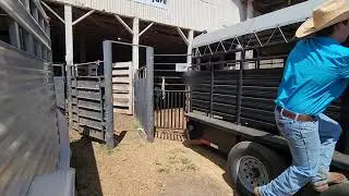 Hauling to the Stockyards!