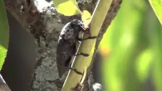 capnodis www enverakkurt com