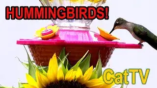 #CatTV Hummingbird Video Closeup and High Key No Commercial Interruptions