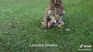 jaguar roar