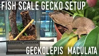 DIY ARBOREAL GECKO SETUP: Giant Fish Scale Gecko Vivarium!