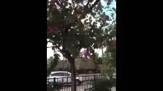 Underneath the orchid tree