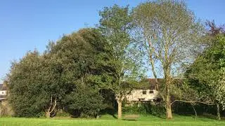 Sycamore & Common ash at Cowick Barton park - May 2018