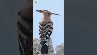 Eurasian Hoopoe Bird Sounds (Perched On A Rock)