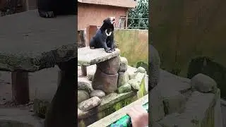 beruang nya lahap sekali #vlog #zoo