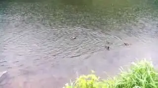 Wild duck mandarin duck, caught in a disaster because of the cold, asking people to help with food