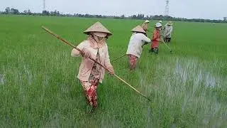 Dậm lúa đài thơm 8 của chị năm ấp thới phước 2