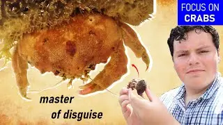 Hidden in Plain Sight: the Sponge Crab