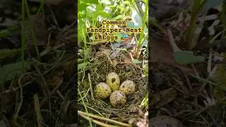 Stunning Common Sandpiper Nest with 4 Eggs in the UK 2024 | #birdnesting #birdnest #britishbirds