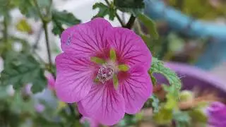 Cape Mallow (Anisodontea capensis) flowering in January Northern Ireland 11/01/2025