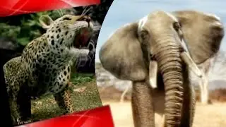 Animal Face-Off music video ~ Run🎵🎶