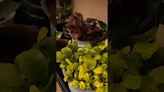 #gardening #balconylife #balconyflowers #balconygardening #dailylife #food