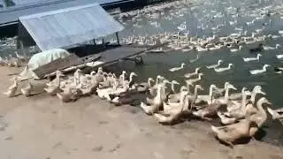 Nghề nuôi vịt....