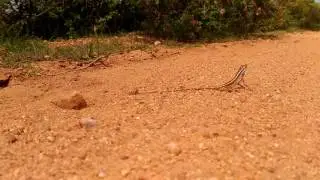 The fan-throated lizard (Sitana ponticeriana)