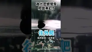 為什麼黑金剛螺、兔螺，很愛往魚缸外面爬？ Why Aquatic Snails like to go outside? #shorts