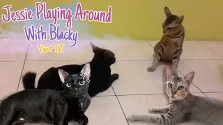 Annoying Cat | Friendly Cat House | Part II