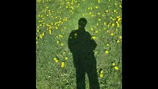 Dandelions