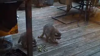 Racoon Babies in CT