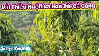 VẢI THIỀU MUỘN LỤC NGẠN VÙNG CAO SA LÝ RA HOA DÀI CẢ GANG TAY I NÚI ĐỒI LỤC NGẠN