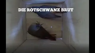 Die Rotschwanz Küken [Nestbau bis Ausflug]