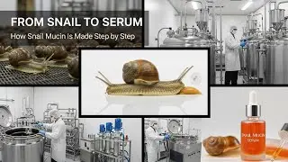 From Snail to Serum | How Snail Mucin Is Made Step by Step factory process 